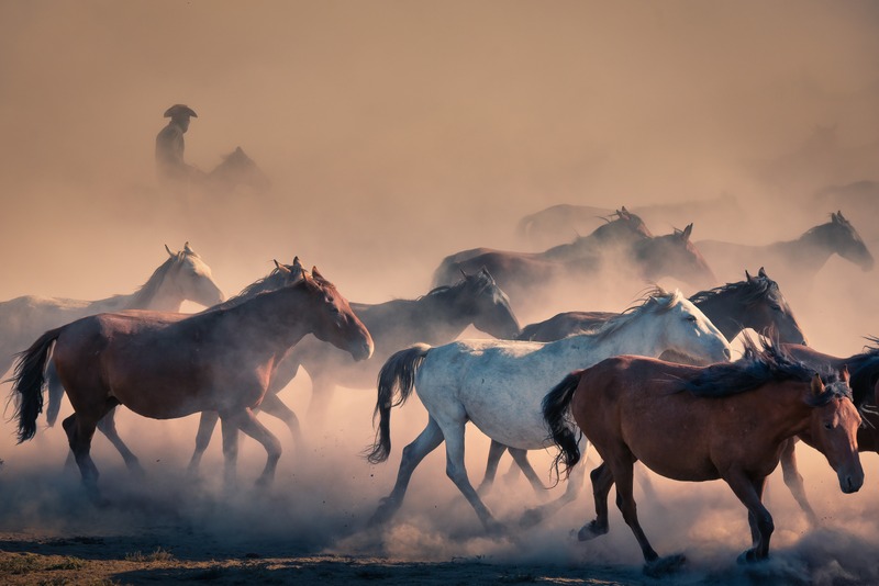 Horses In The Dust