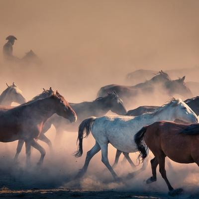 Horses In The Dust